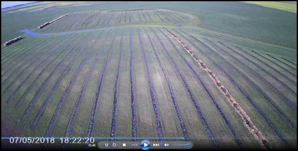 renouf farms haskap orchard drone view
